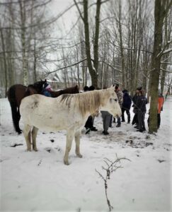 na zdjęciu biały koń stojący w śniegu. Za nim, w tle grupa ludzi