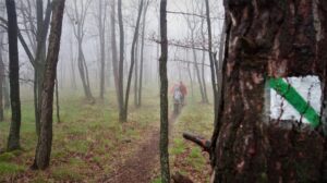 Na zdjęciu po prawej stronie zbliżenie na drzewo ze szlakowskazem koloru zielonego. W tle osoby spacerujące po lesie ścieżką.