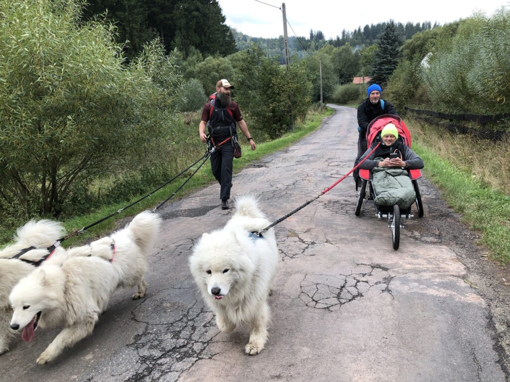 Trzy osoby spacerują w otoczeniu przyrody. Wśród nich jest Łukasz Siemież w wózku - kozliku - ciągniętym przez psy. Na zdjęciu są trzy psy rasy samojed.