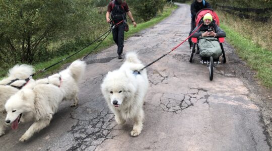 Trzy osoby spacerują w otoczeniu przyrody. Wśród nich jest Łukasz Siemież w wózku - kozliku - ciągniętym przez psy. Na zdjęciu są trzy psy rasy samojed.