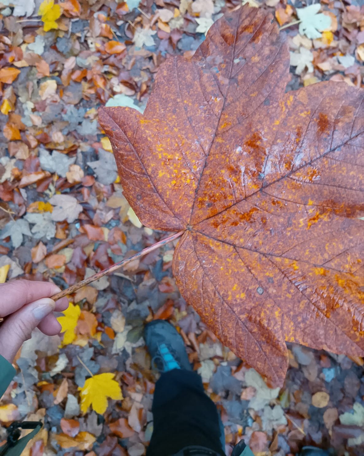 Zółty jesienny liść w dłoni osoby. Zdjęcie zrobione w lesie.