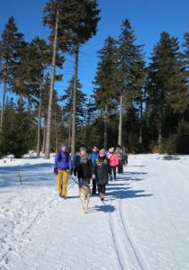 Na zdjęciu grupa osób idzie szerowką scieżką leśną w zimie.